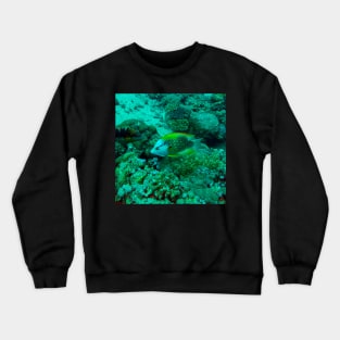 wrasse fish Crewneck Sweatshirt